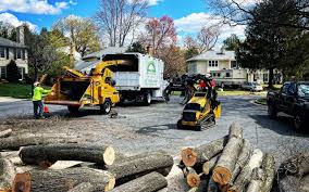 Trusted Six Mile, SC Tree Care Experts