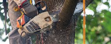 Best Commercial Tree Services  in Six Mile, SC