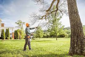 Best Lawn Disease Treatment  in Six Mile, SC