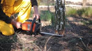 Best Tree and Shrub Care  in Six Mile, SC