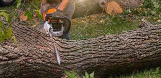  Six Mile, SC Tree Care Pros