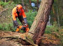 Best Stump Grinding and Removal  in Six Mile, SC