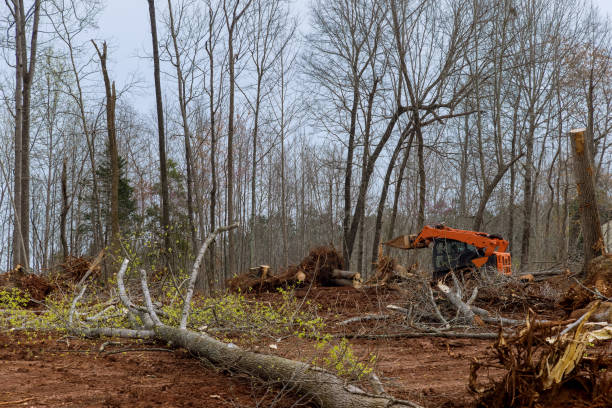 How Our Tree Care Process Works  in  Six Mile, SC