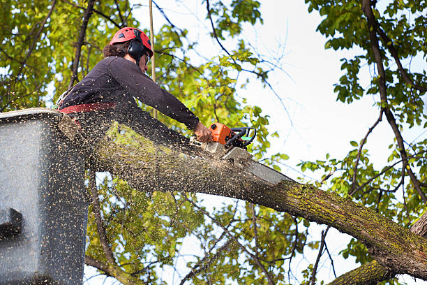 Best Lawn Maintenance Plans  in Six Mile, SC