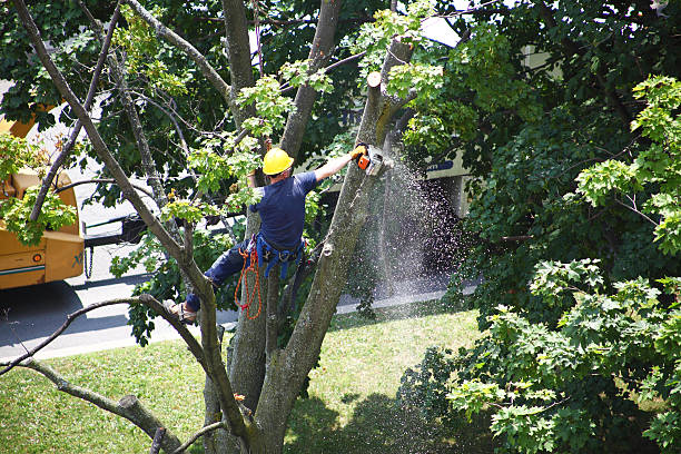 Best Tree Removal  in Six Mile, SC