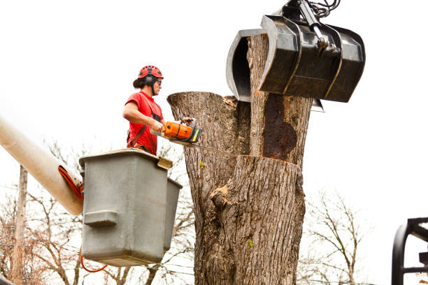 Best Tree Trimming and Pruning  in Six Mile, SC
