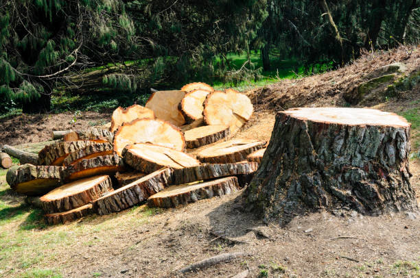 Best Firewood Processing and Delivery  in Six Mile, SC